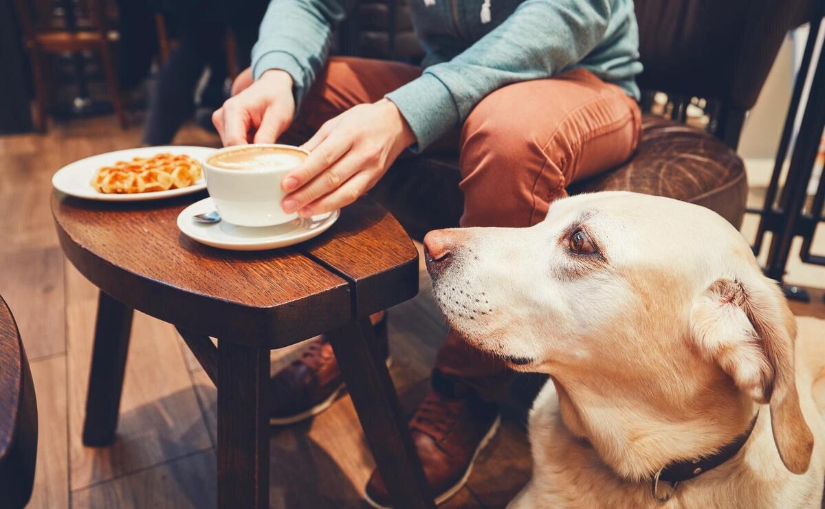 Low section of woman with dog sitting at home